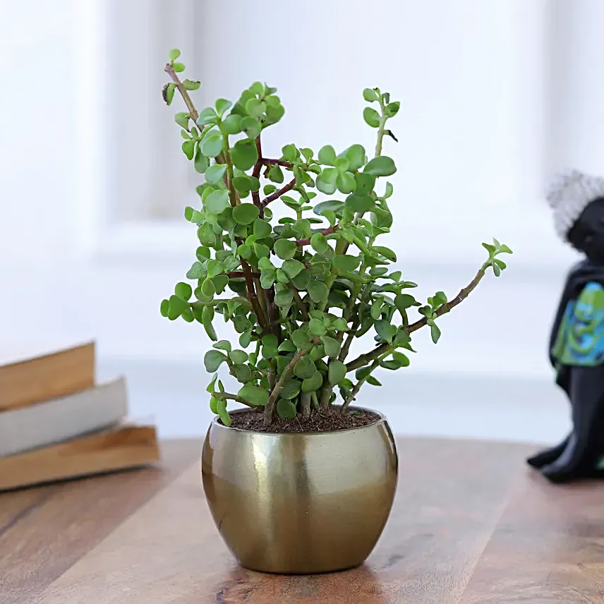 Jade Plant Love For Mom