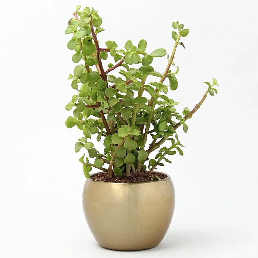 Jade Plant Love For Mom