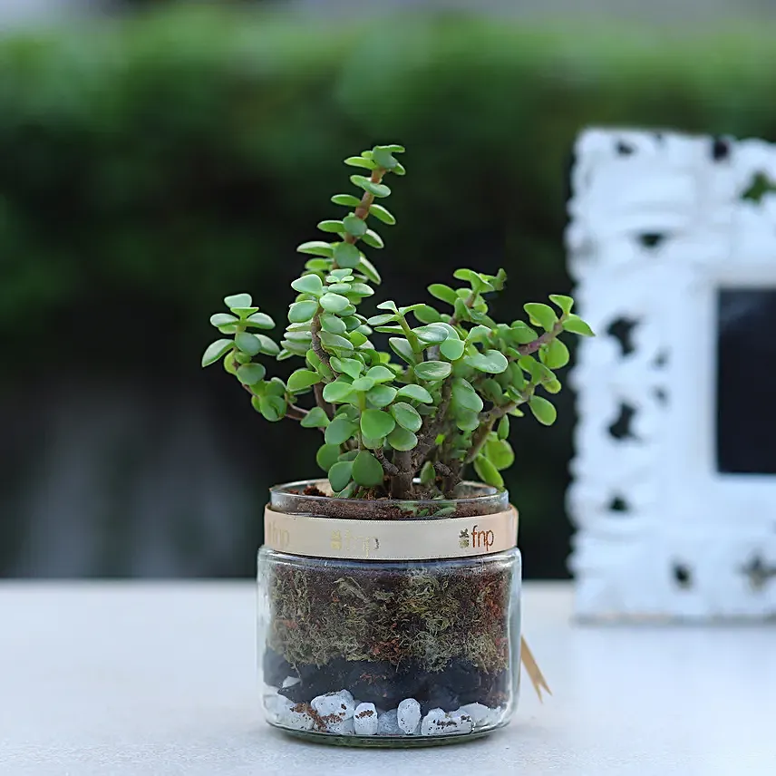 Jade Plant Mason Jar Terrariums