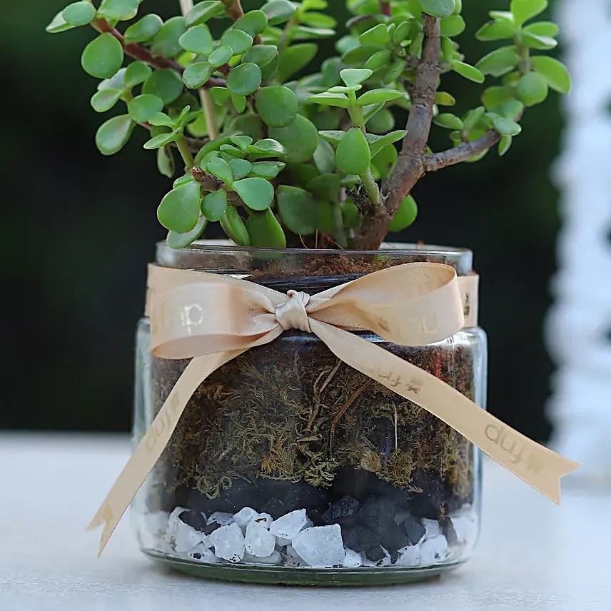 Jade Plant Mason Jar Terrariums
