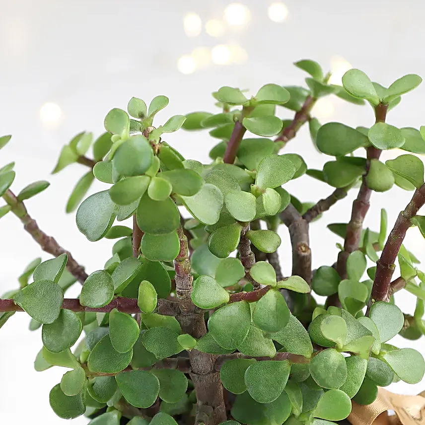 Jade Plant Mug for Christmas