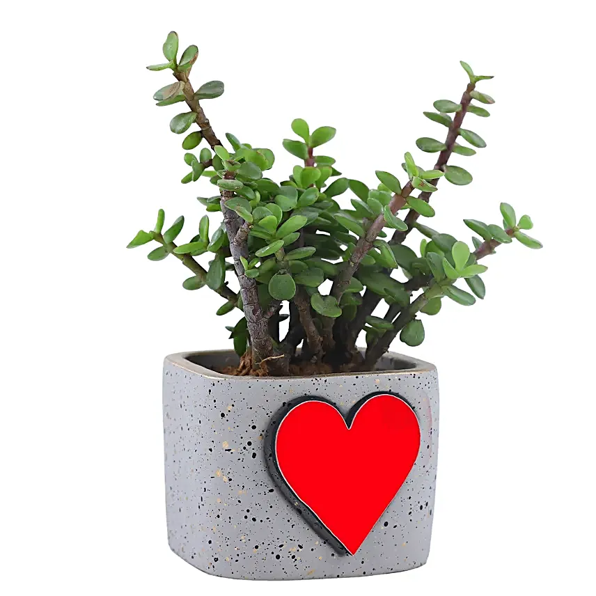 Jade Plant N Coffee Mug Gift Combo