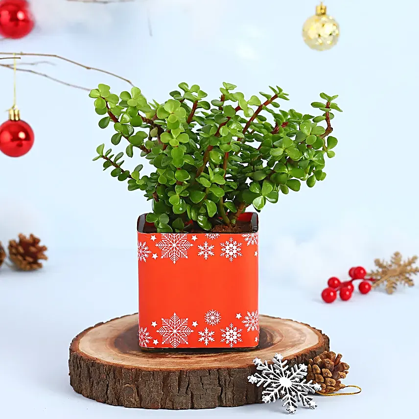 Jade Plant Seasons Greeting Vase