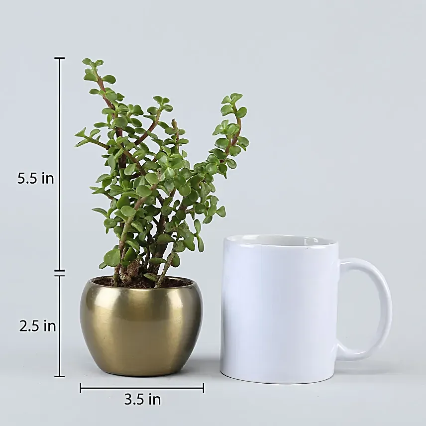 Jade Plant Surprise For Mom
