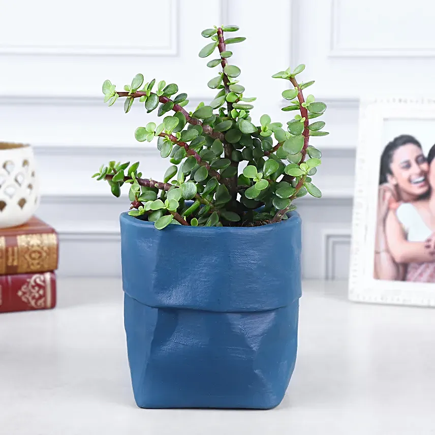 Jade Plant Surprise