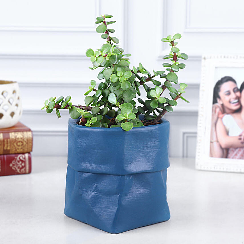 Jade Plant Surprise