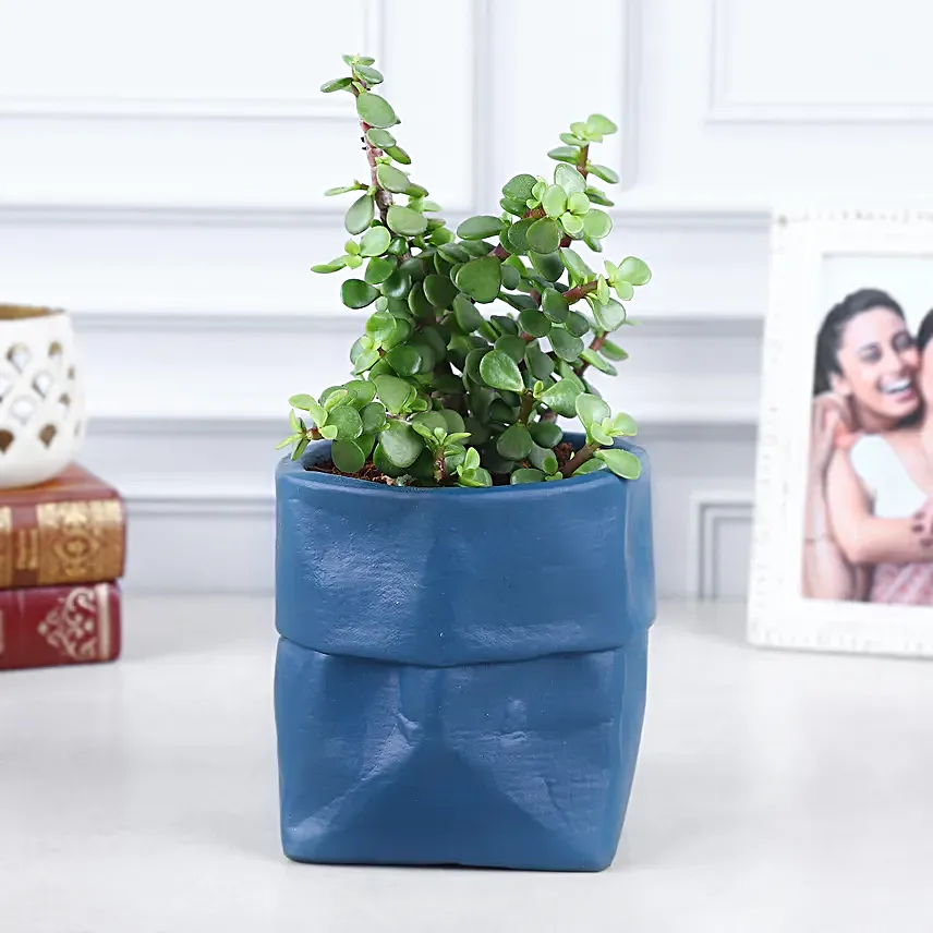 Jade Plant Surprise