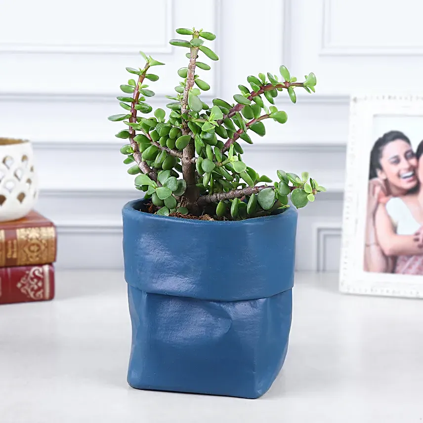 Jade Plant Surprise