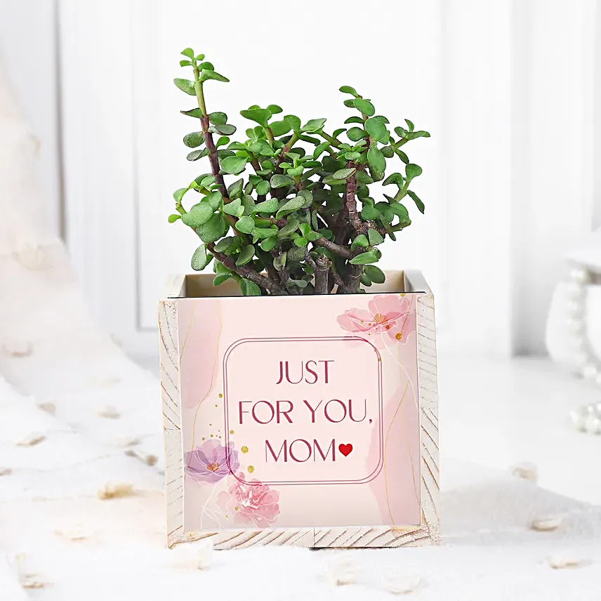 Jade Plant Table Top