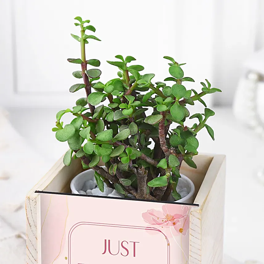 Jade Plant Table Top