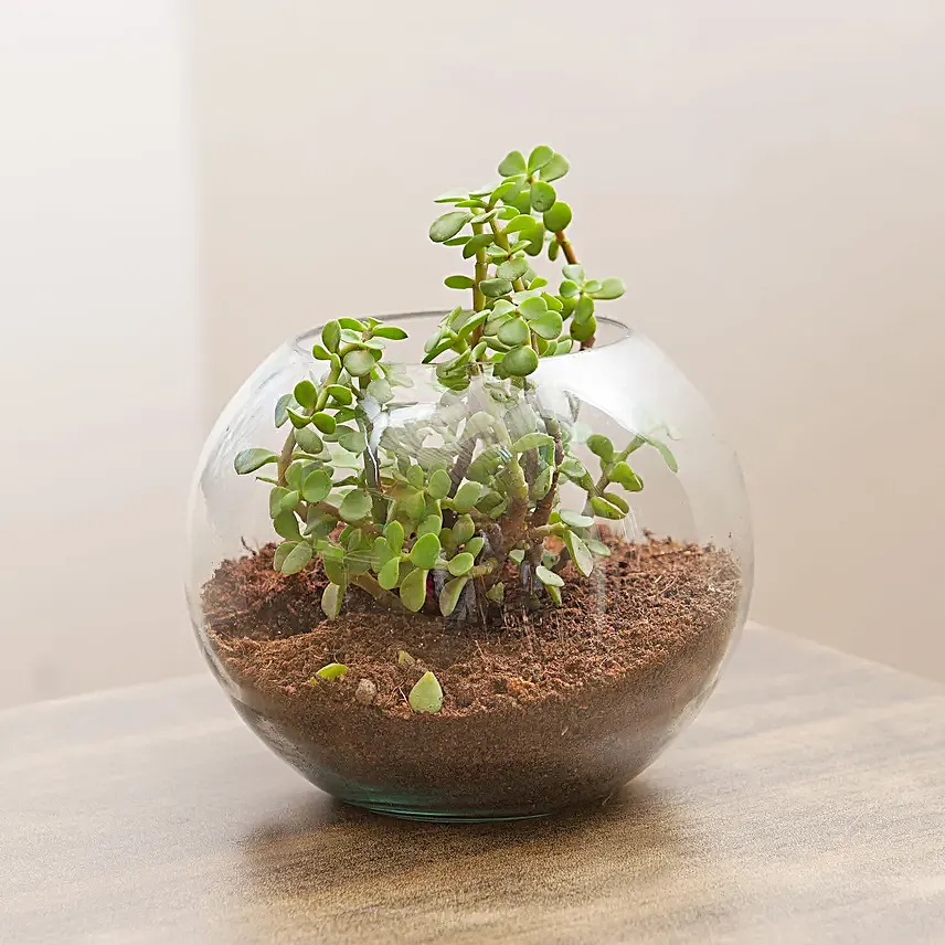 Buy Jade Plant Terrarium