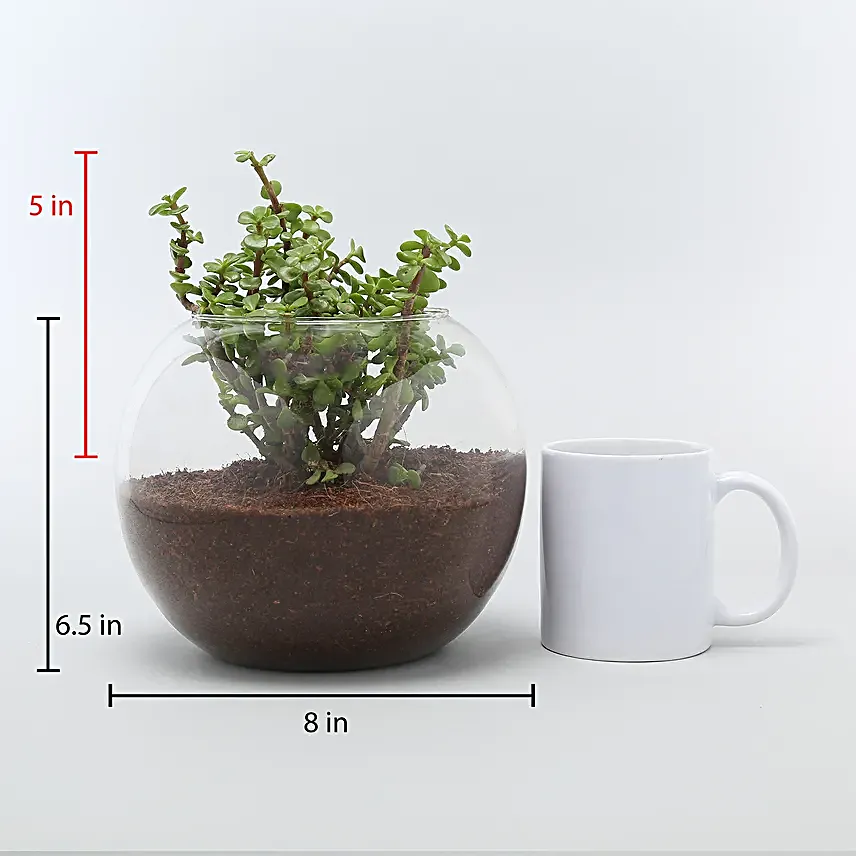 Buy Jade Plant Terrarium
