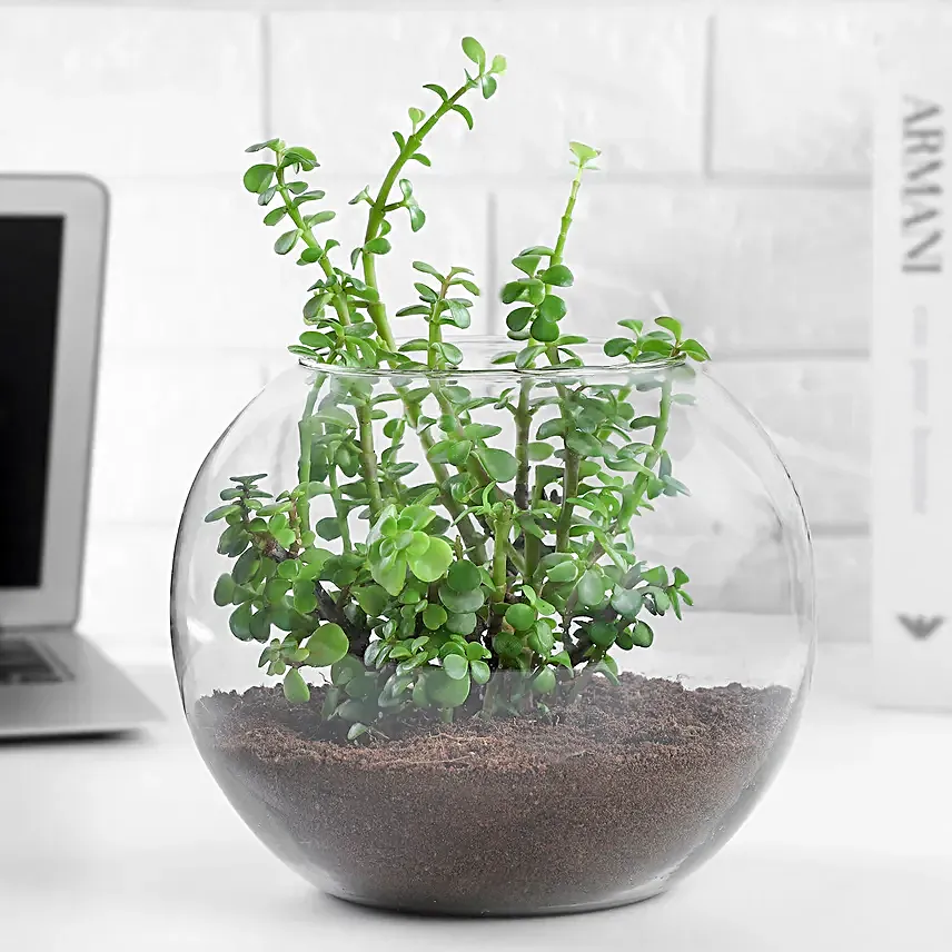 Buy Jade Plant Terrarium
