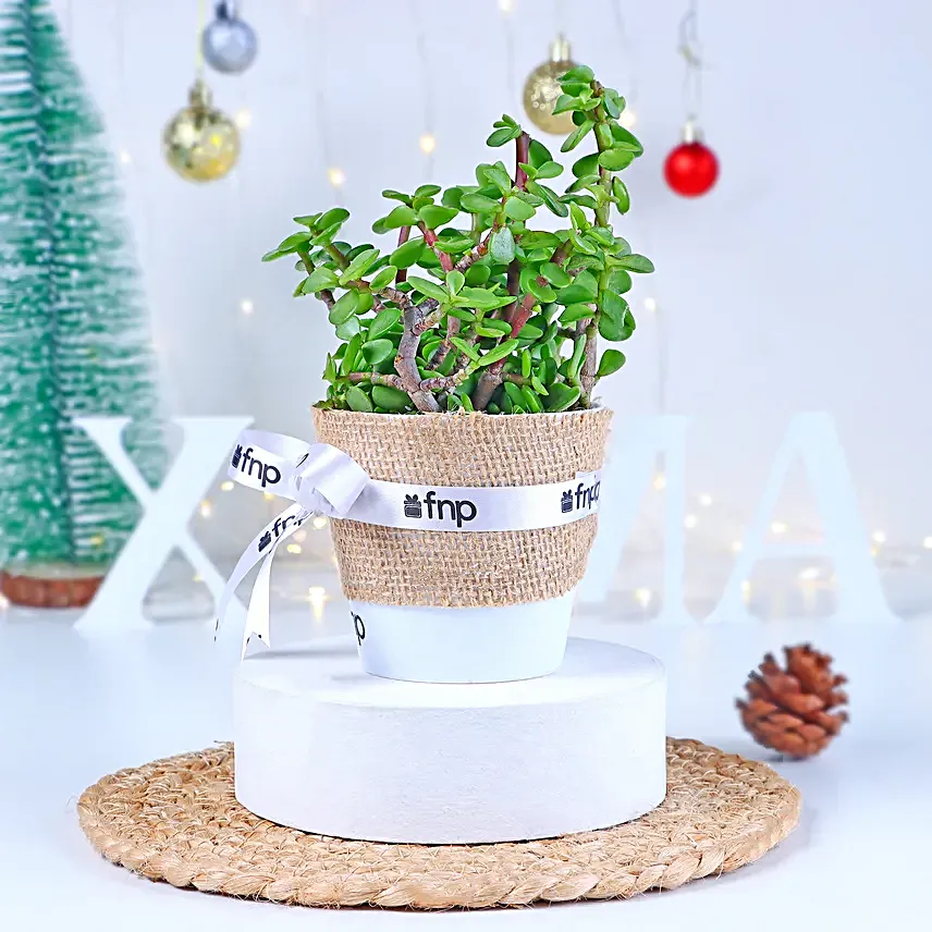 Jade Plant Winter Love Pot