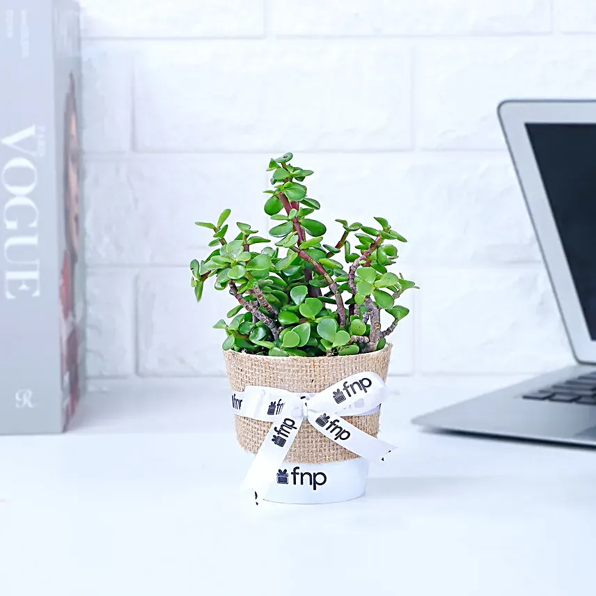 Jade Plant Winter Love Pot