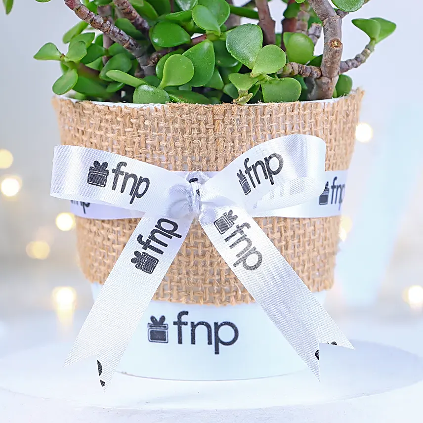Jade Plant Winter Love Pot