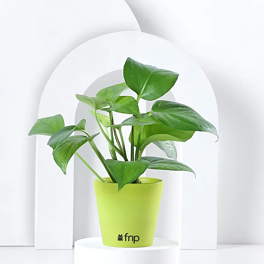 Send Online Plant Set