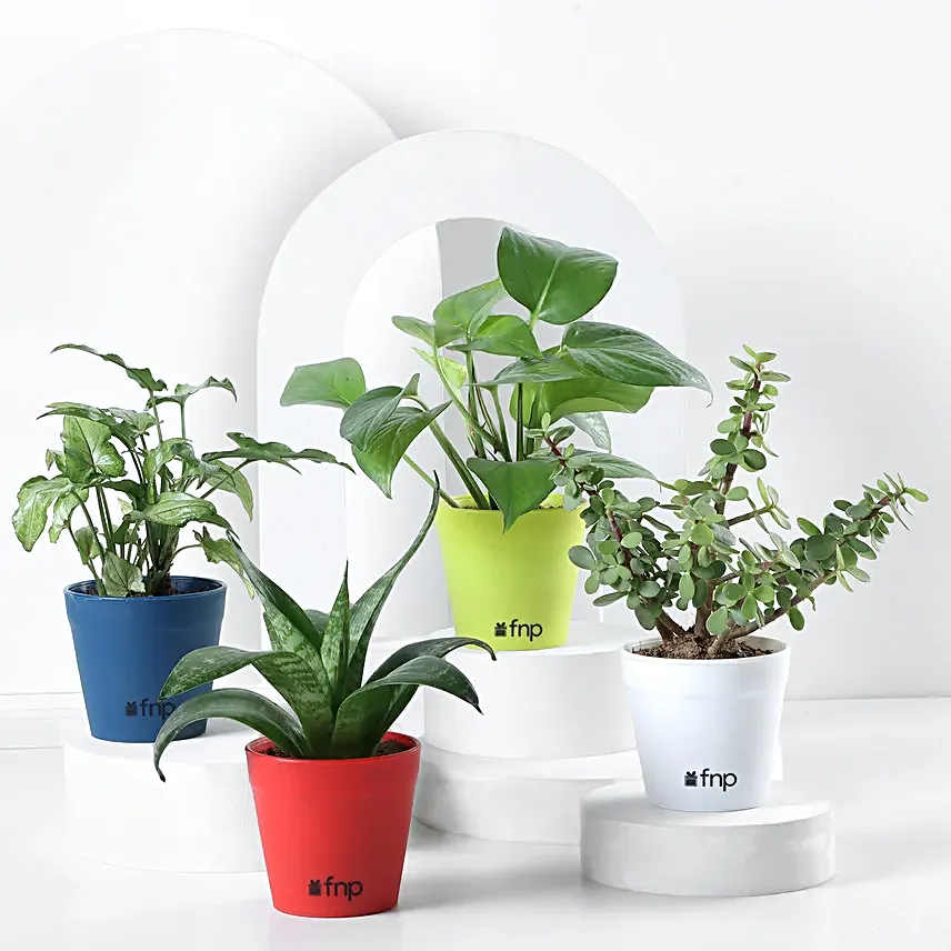 Send Online Plant Set