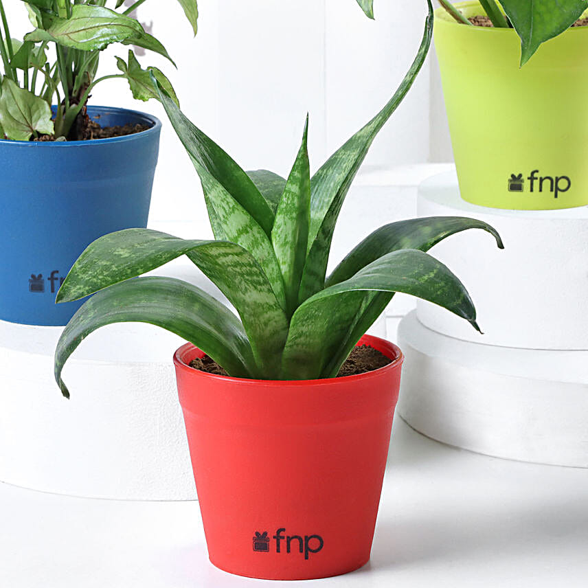 Send Online Plant Set