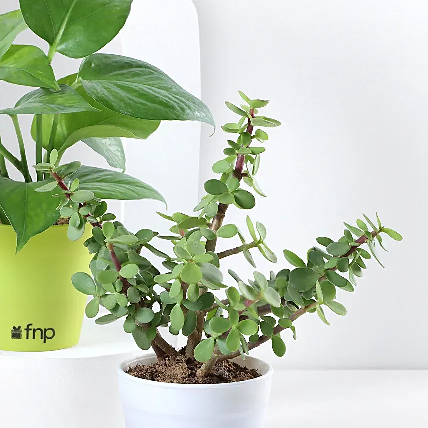 Send Online Plant Set