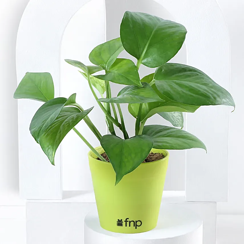 Send Online Plant Set