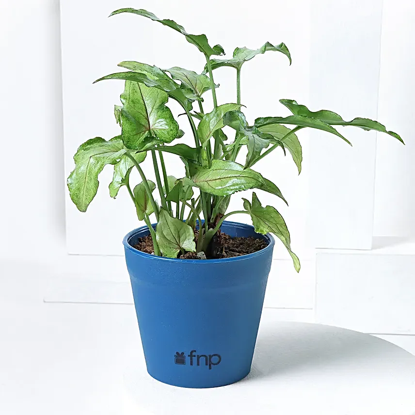 Send Online Plant Set