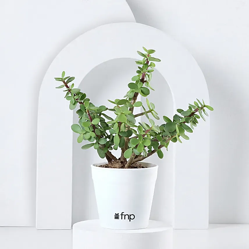 Send Online Plant Set