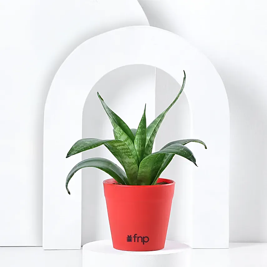Send Online Plant Set