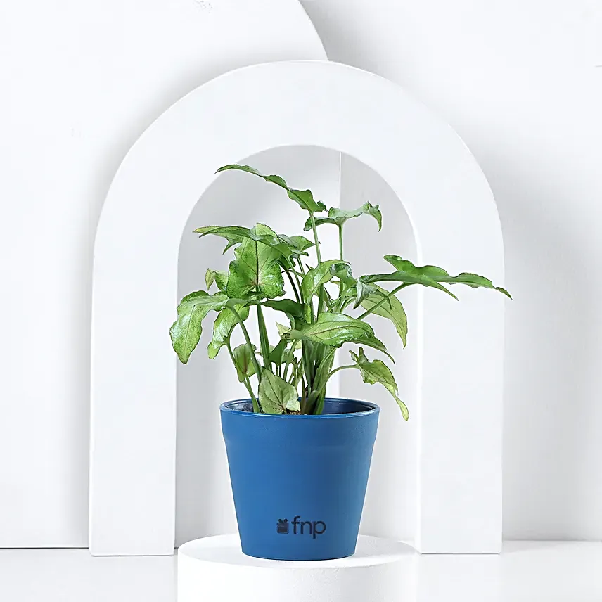 Send Online Plant Set