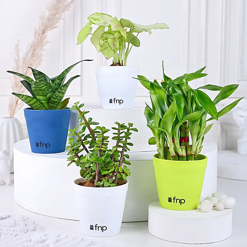 Send Plant Set