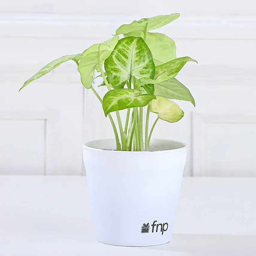 Send Plant Set