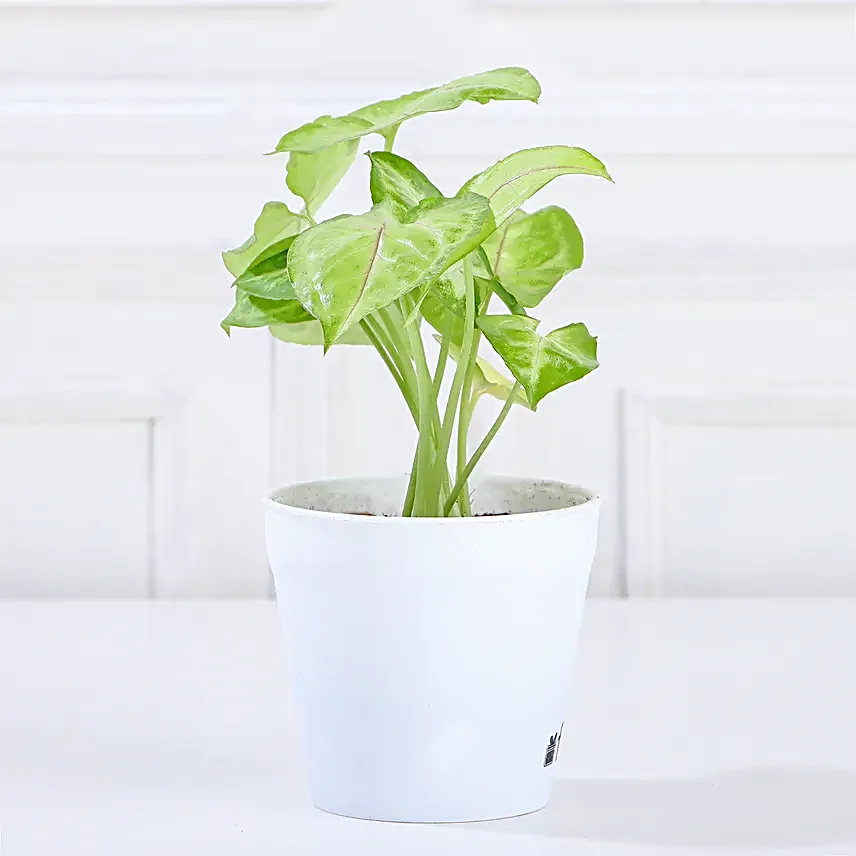 Send Plant Set