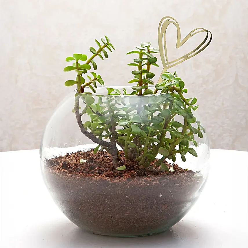 Jade Serenade Love
