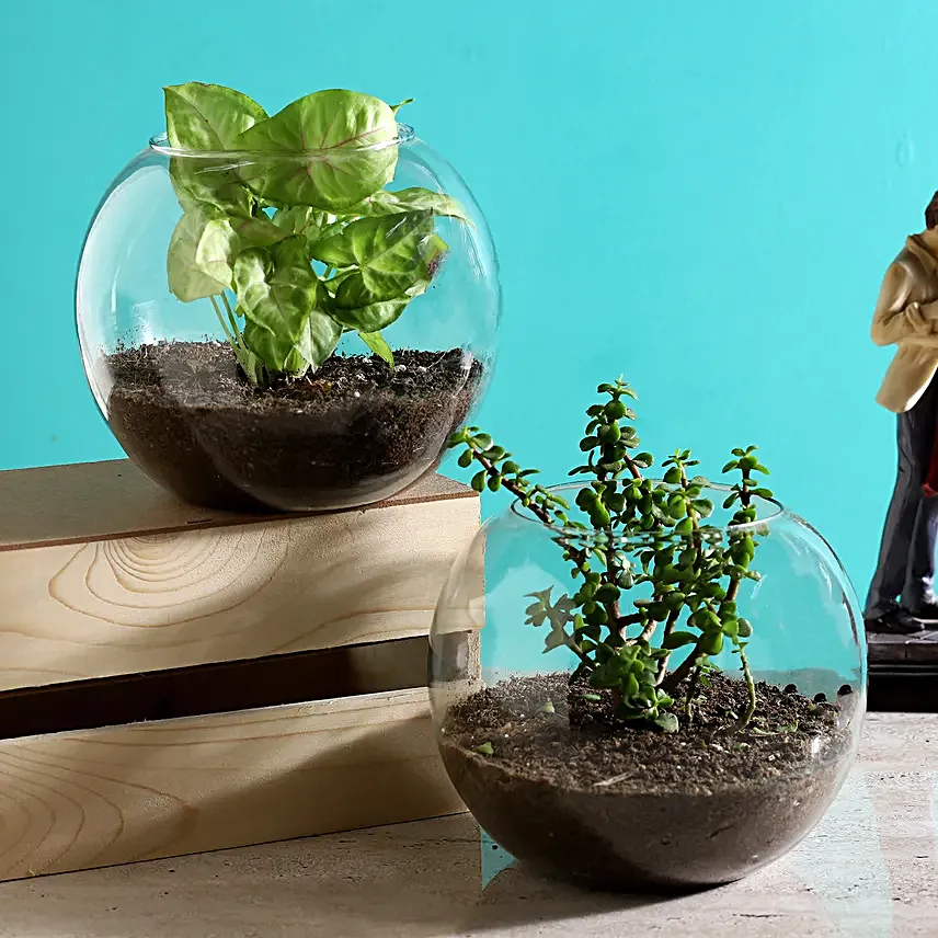 Send Jade And Syngonium Plant Terrarium Set
