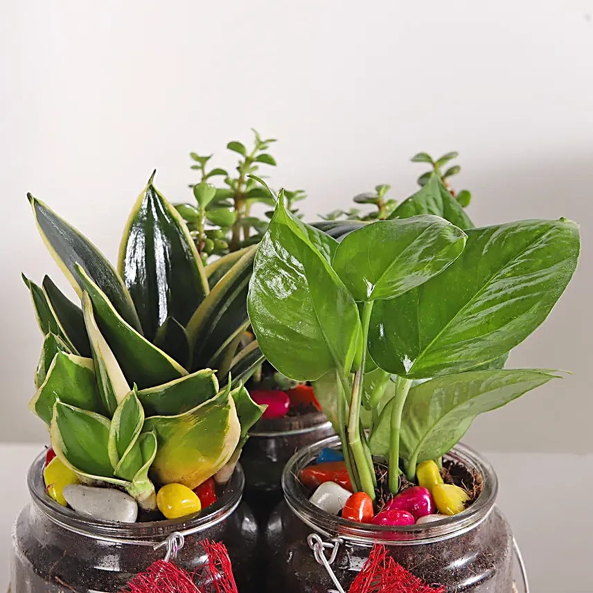 Jar of Green Gems: Money Milt & Jade