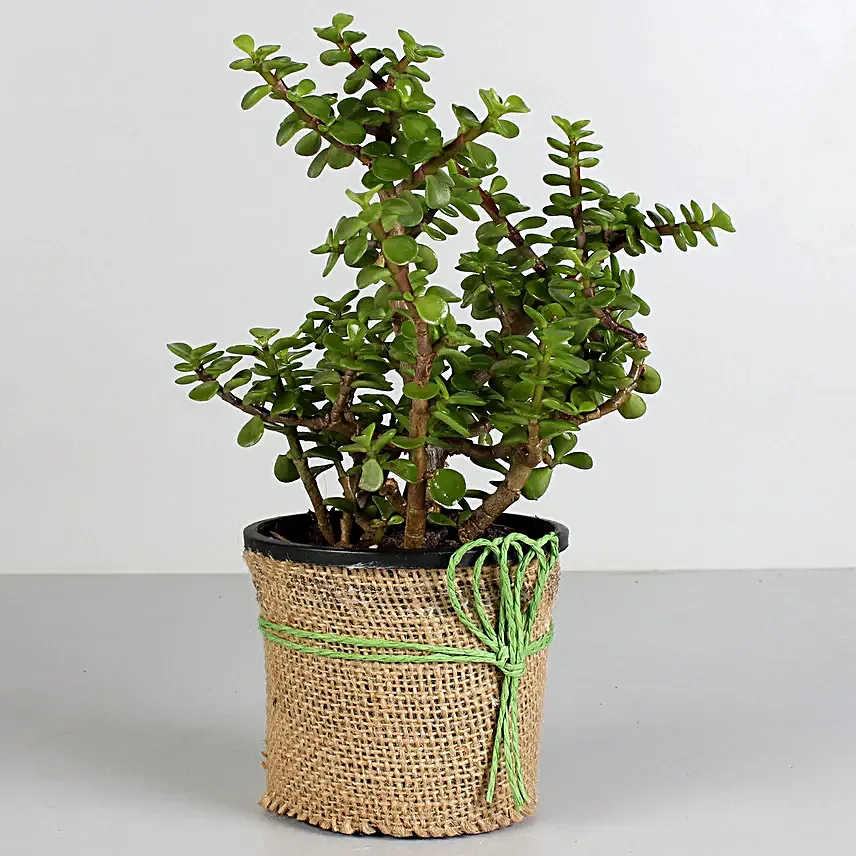 online jade plant in jute wrapped
