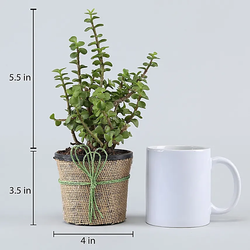 online jade plant in jute wrapped