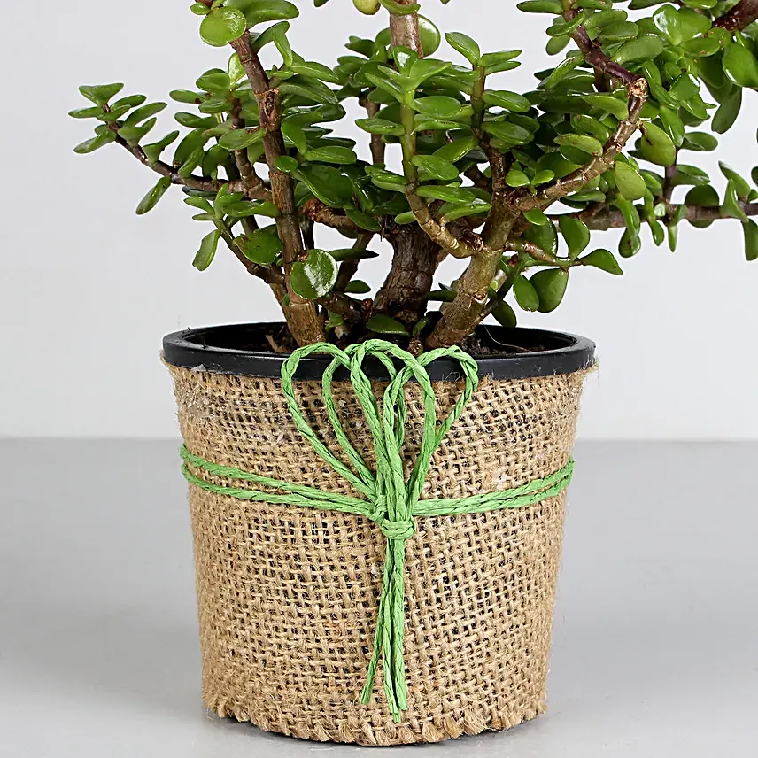 online jade plant in jute wrapped