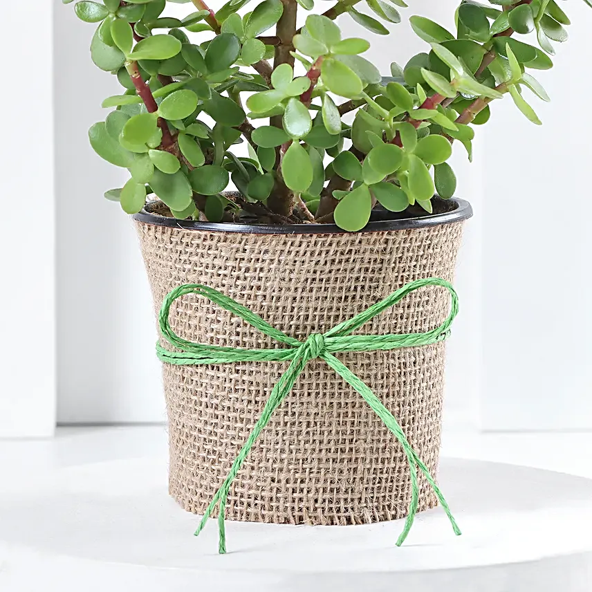 online jade plant in jute wrapped