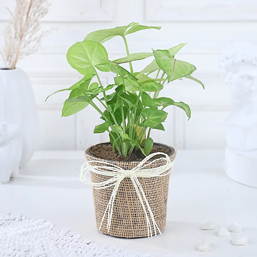 Jute Wrapped Syngonium Surprise
