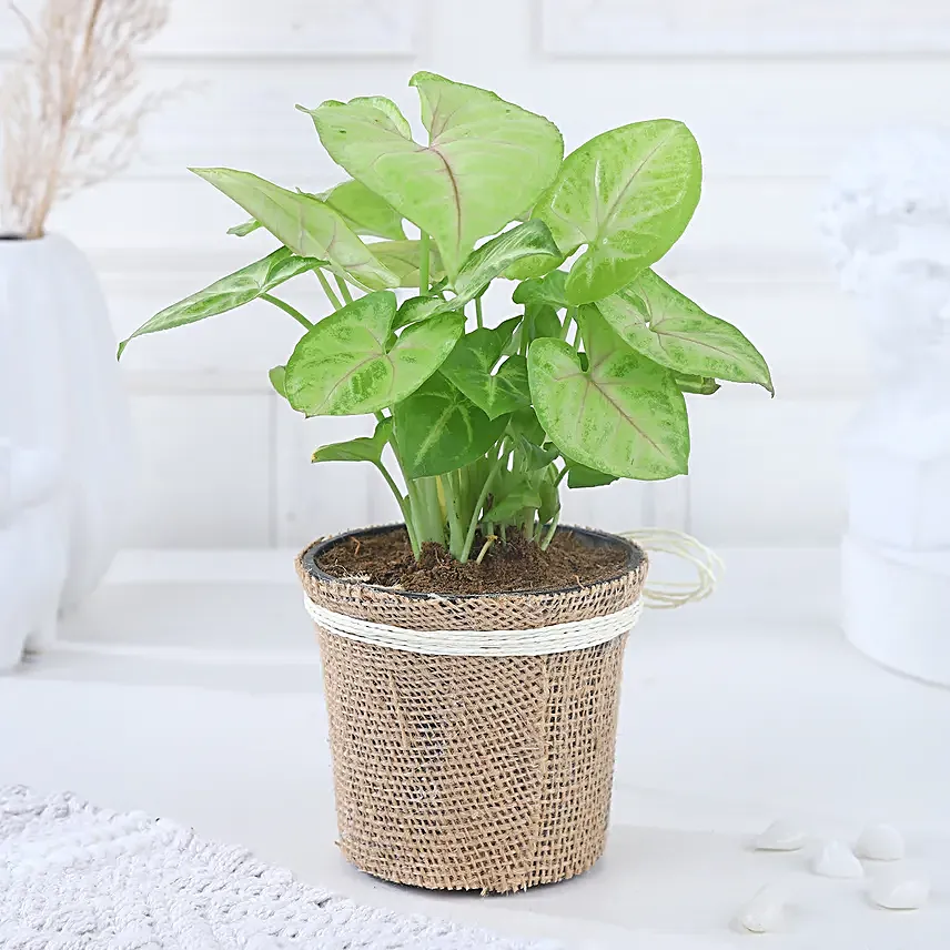 Jute Wrapped Syngonium Surprise