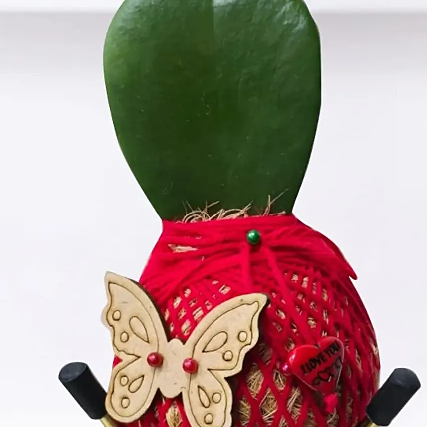 Kokedama Hoya Plant For Your Valentine