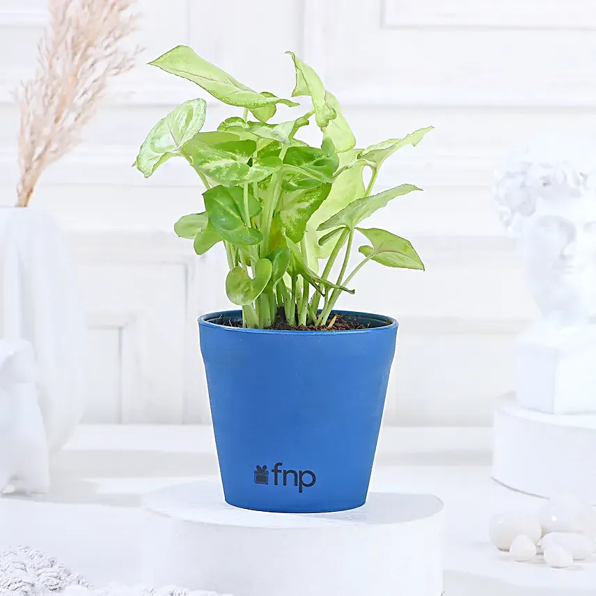 plants for homedecor