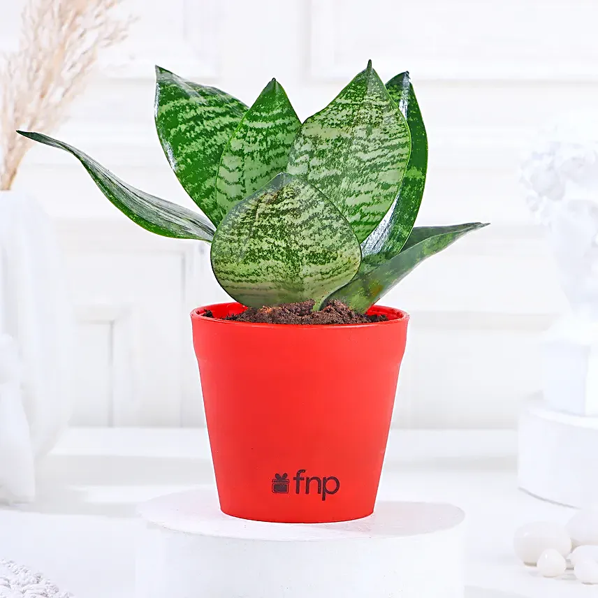 plants for homedecor