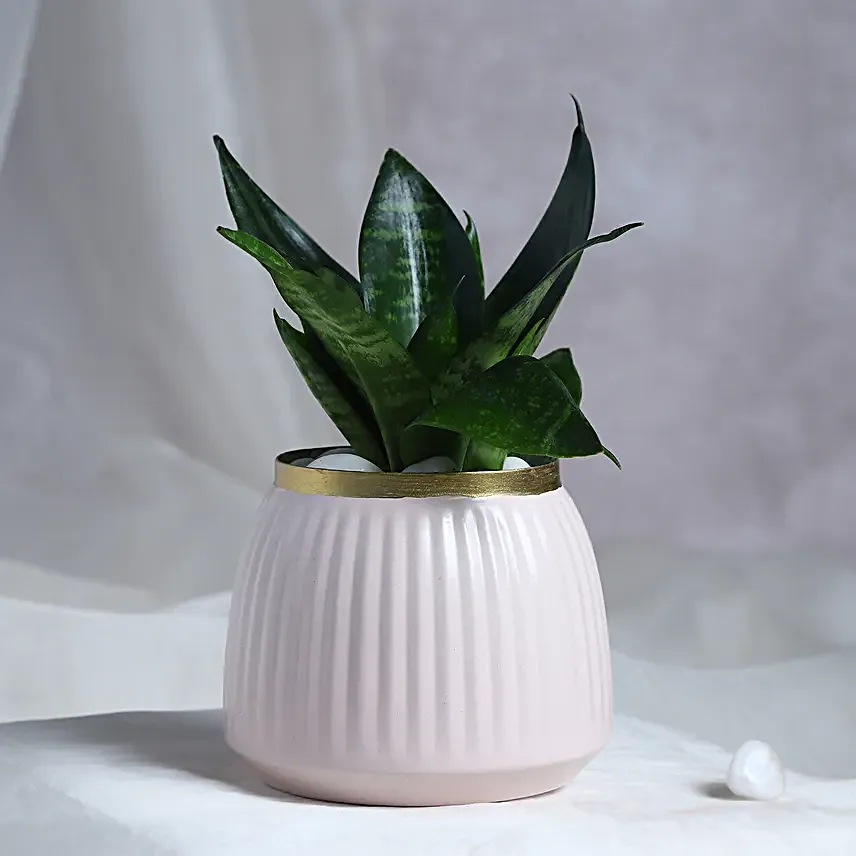 Leafy Luxuries