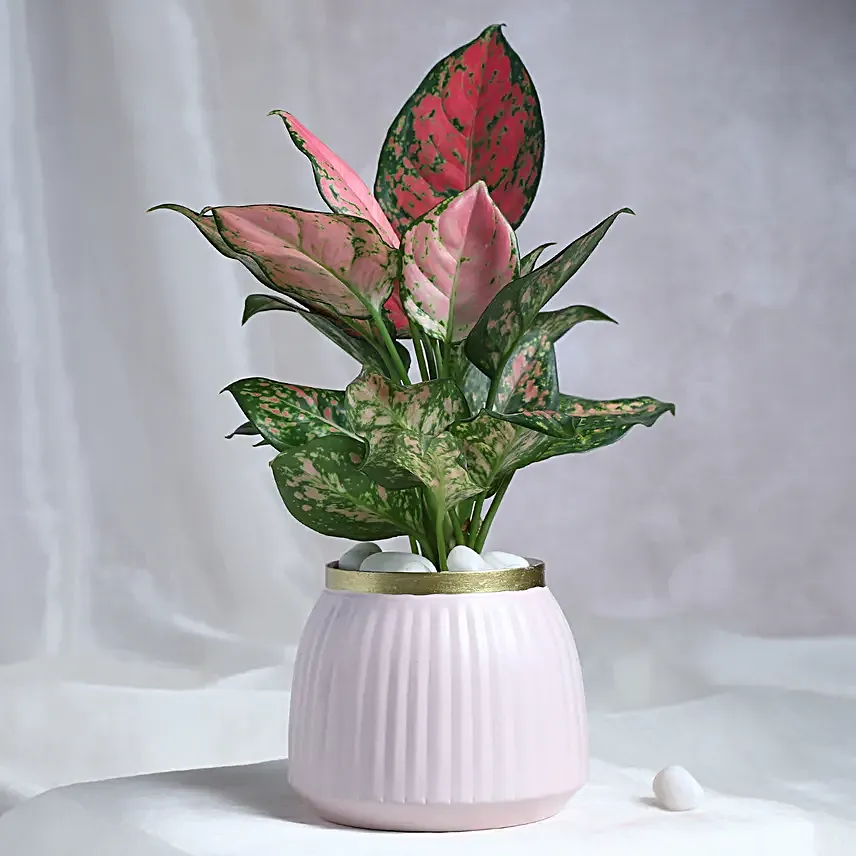 Leafy Luxuries