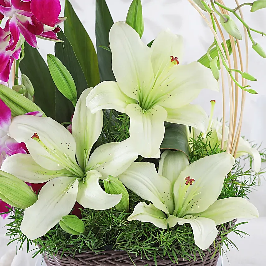 Always Works - Basket arrangement of 2 White asiatic lilies and 6 Purple Orchids.