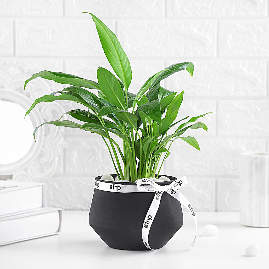 Lily of Tranquility