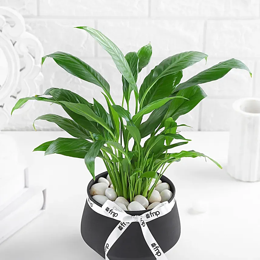 Lily of Tranquility
