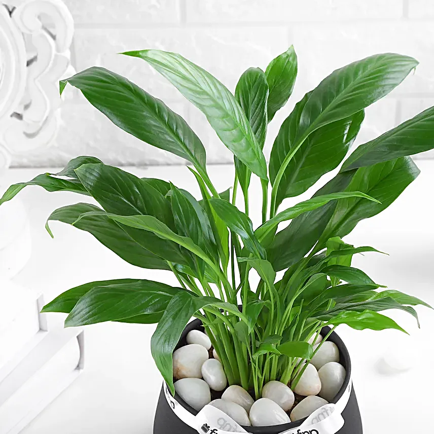 Lily of Tranquility